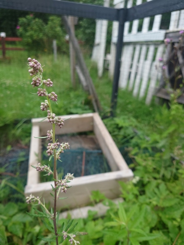 common mugwort