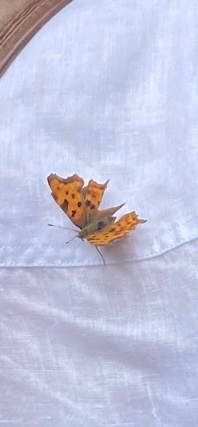 European Comma