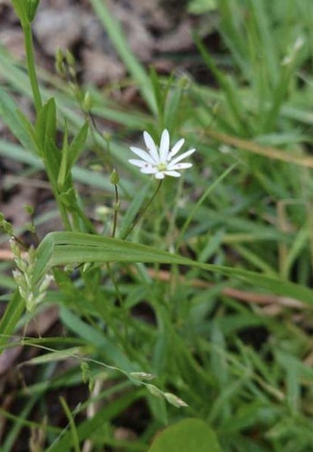 lesser stitchwort