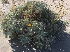 Encelia farinosa