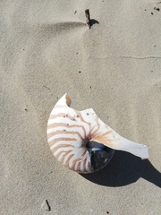 Nautilus pompilius