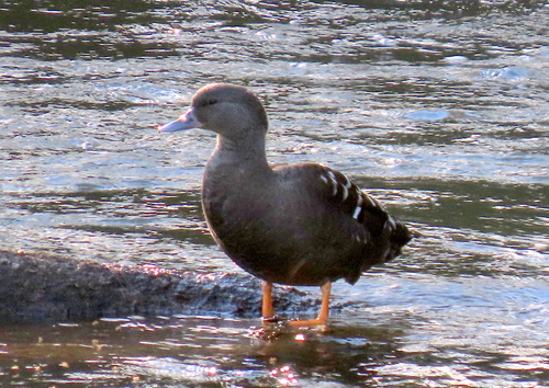 iNaturalist image