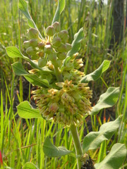 Asclepias obovata