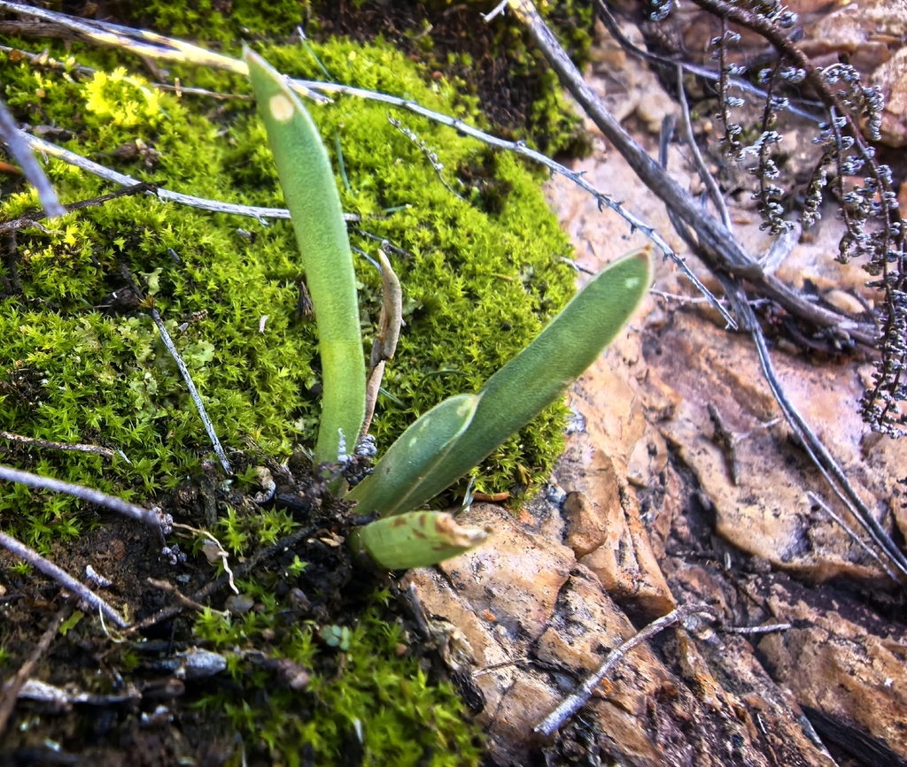 Haworthia blackburniae, South Africa