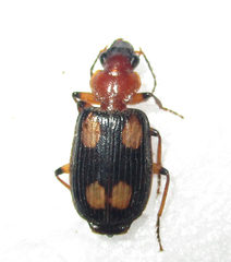 Arsinoe quadriguttata