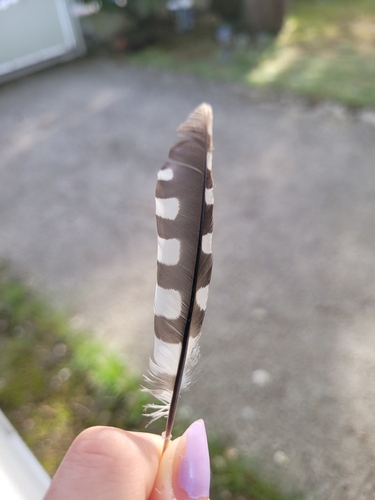 Plume de Pic mar