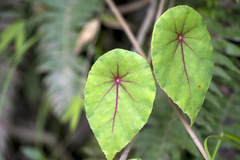 Begonia pululahuana