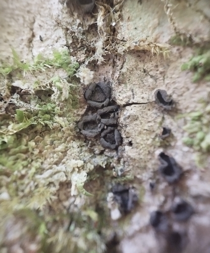Hypoxylon cercidicola observed 2026-07-04