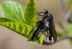 Empis ciliata