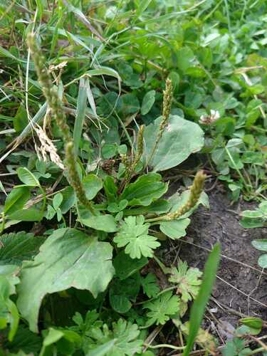 greater plantain