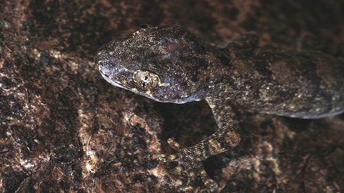 Gekko chinensis observed 2026-05-08