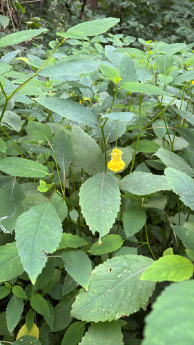 iNaturalist observation photo of pale jewelweed