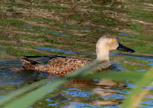 iNaturalist image