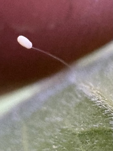 iNaturalist observation photo of Lacewings and Allies