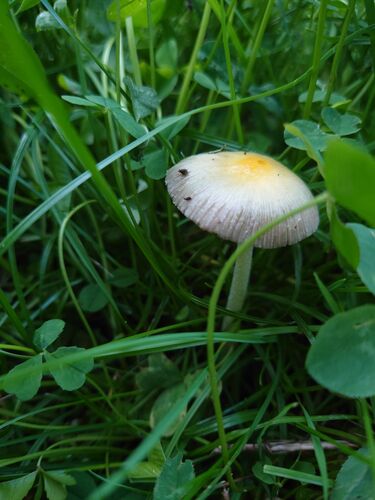 yellow fieldcap