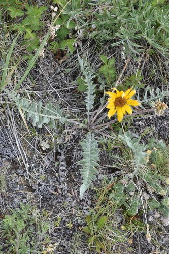 Balsamorhiza incana, 2026-06-24