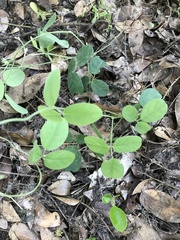 Desmodium rotundifolium