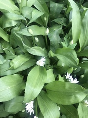 Allium ursinum