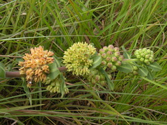 Asclepias obovata