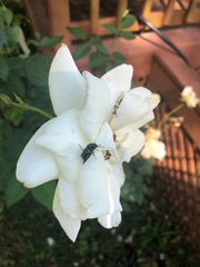 Coleoptera