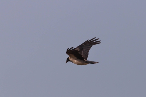 Hooded Crow