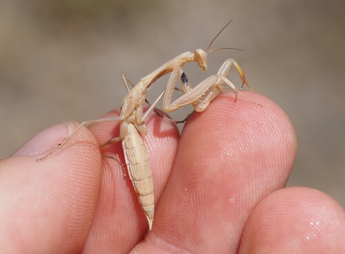 Image of Mantis religiosa by (c) Louis Aureglia, some rights reserved (CC BY)