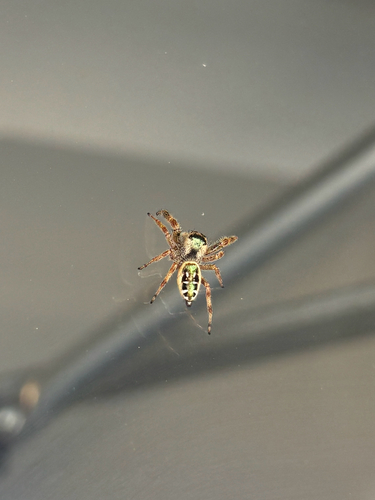 Golden Jumping Spider