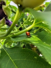 Harmonia axyridis