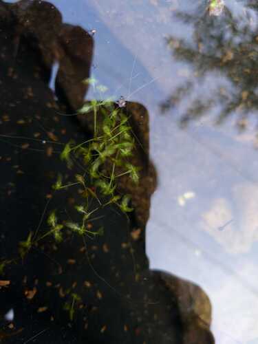 Ivy-leaved Duckweed