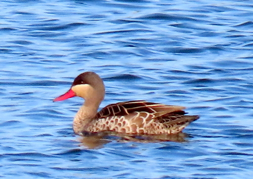 iNaturalist image