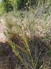 Bromus erectus