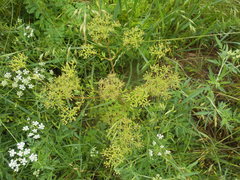 Polytaenia