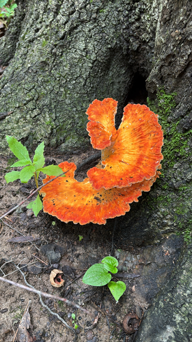 iNaturalist observation photo of Laetiporus