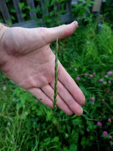 Quack Grass