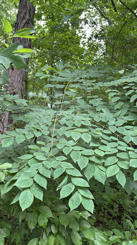 iNaturalist observation photo of Kentucky coffeetree