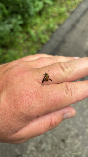 iNaturalist observation photo of Deer Flies
