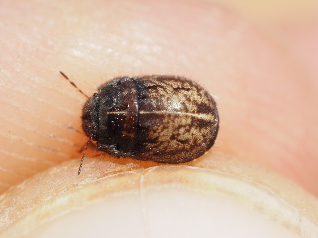 lesser-streaked shieldbug