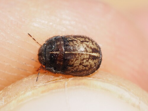 lesser-streaked shieldbug