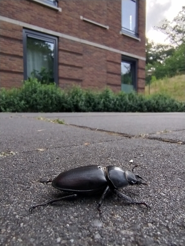 European Stag Beetle