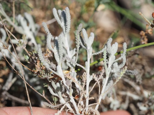 Santolina decumbens, photograph 1