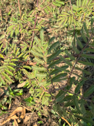 Giant Sensitive Plant