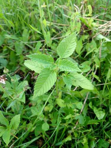Hempnettles