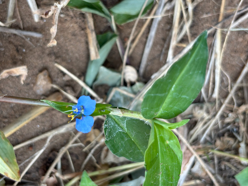 Scrambling Dayflower
