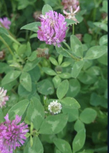 Red Clover