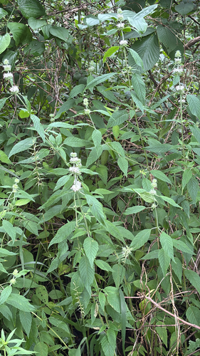 iNaturalist observation photo of Hairy Wood Mint