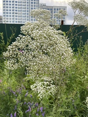 Valeriana wolgensis, photograph (c) Алёна Осипова, some rights reserved (CC BY)