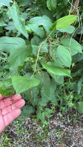 iNaturalist observation photo of wild yam