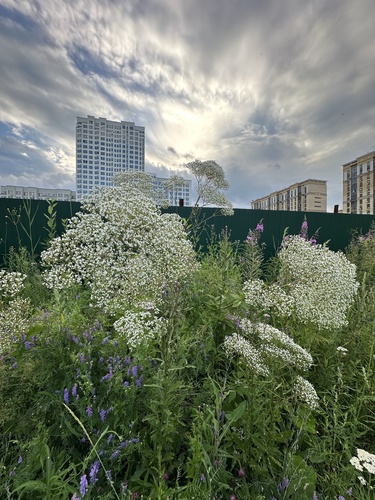 Valeriana wolgensis, photograph 5