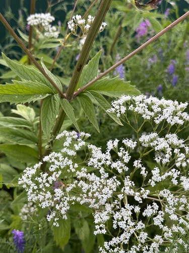Valeriana wolgensis, photograph 6