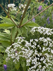 Valeriana wolgensis, photograph (c) Алёна Осипова, some rights reserved (CC BY)